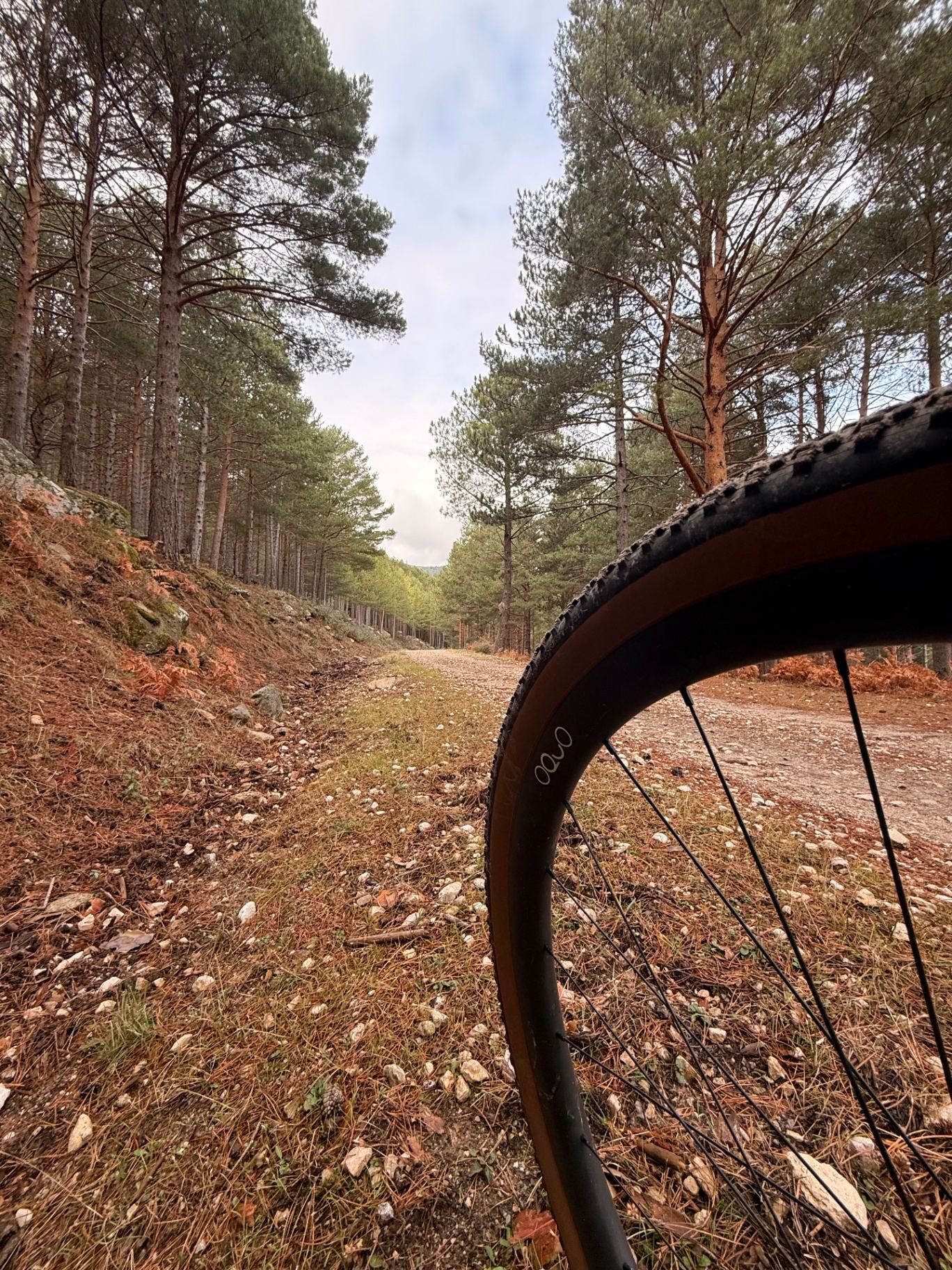 Rueda de bici gravel en una pista forestal entre pinos de la Sierra de Madrid